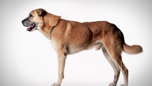 anatolian-shepherd