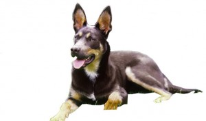 aussiekelpie3
