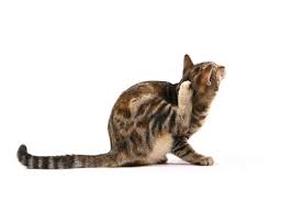 Is your cat's constant scratching driving you crazy? It could be allergies.