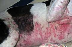 Does your dog have red skin, bumps, or hair loss? It could be allergies.