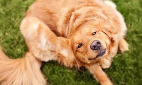dogscratching
