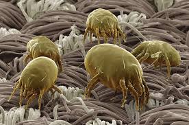 dustmites